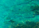 Aquatic