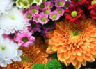 Floral